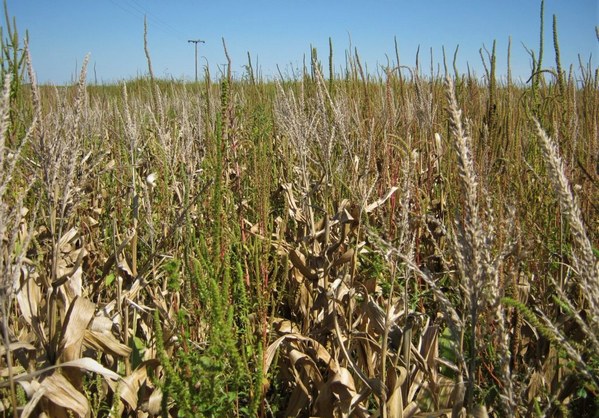 EE.UU. - Confirman resistencia de Amaranthus palmeri a glufosinato de amonio - Image 1