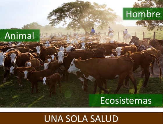 OIE: «One Health, Una sola salud» - Image 1