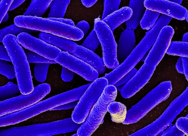 La resistencia a los antibióticos se puede transmitir de animales a personas - Image 1