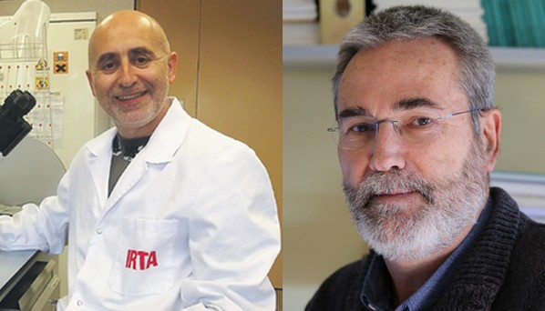 España - Joaquim Segalés y Josep Gasa ingresan a la Academia de Ciencias Veterinarias de Cataluña - Image 1