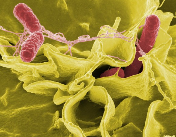 Salmonella: Los cambios genéticos alteran la forma en que afecta a cerdos y humanos - Image 1