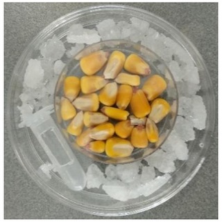 Aspergillus y Fusarium en maíz y avena. Nuevas estrategias sostenibles para su control - Image 1