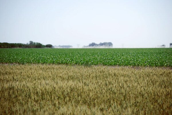 Argentina - Bioeconomía, una estrategia para reducir el estrés sobre el ambiente - Image 1