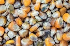 El cambio climático y las micotoxinas en los alimentos - Image 2
