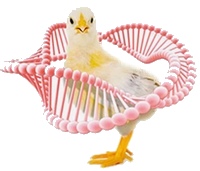 Canadá - Nuevo gen de pollo con potencial antimicrobiano - Image 1