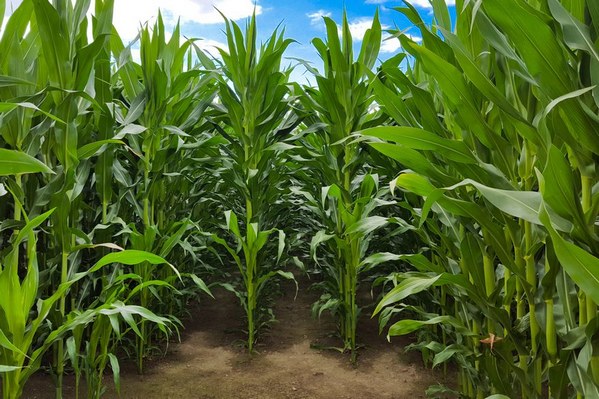 Maíz tardío: biocontroladores para disminuir la contaminación por aflatoxinas - Image 1