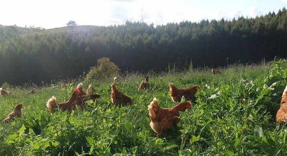 UE - Mejores prácticas para sistemas alternativos de producción de huevos - Image 2