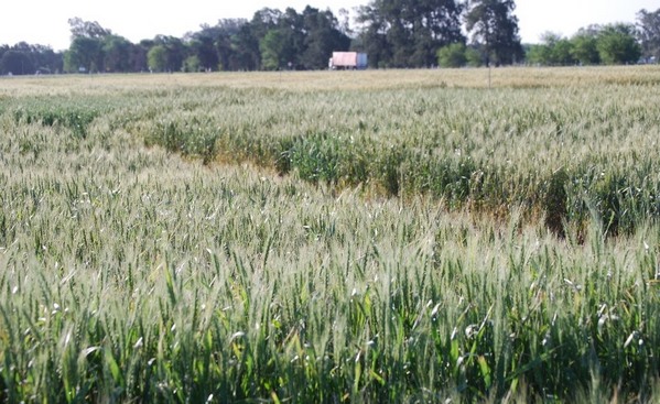 Argentina - Trigo: analizan la fertilidad de la espiga para aumentar la productividad - Image 3