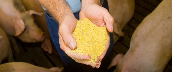 EE.UU. - Harina de soja: Indicador de condición de procesamiento - Image 1