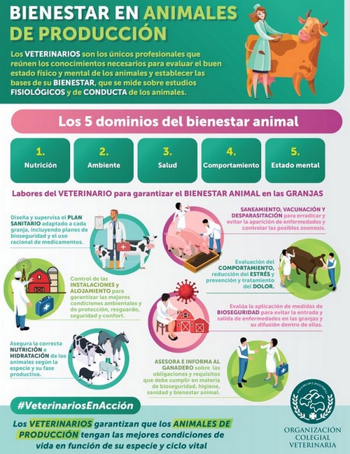 España - Bienestar Animal: "no Es Una Cuestión Ideológica, Sino Una ...