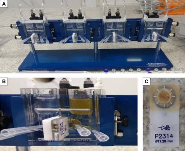 Brasil - Aditivos antimicotoxinas: Uso de modelos ex vivo e in vitro de intestino de aves - Image 1