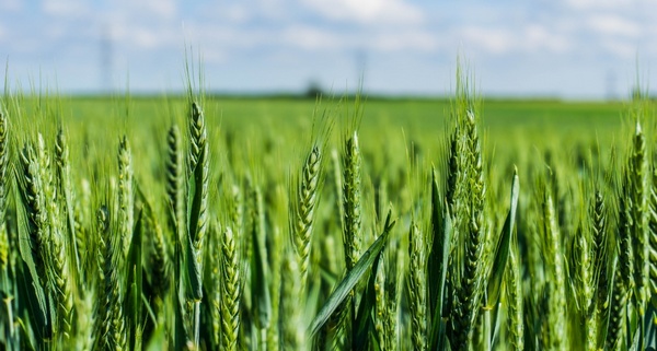 Argentina - Lanzan calculadora de Huella de Carbono para trigo | Engormix