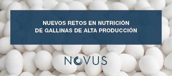 Nuevos retos en nutrición de gallinas de alta produción - Image 1