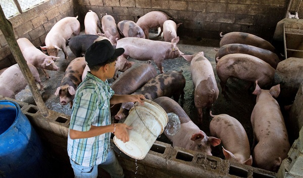 República Dominicana - Peste Porcina Africana “Estamos ante un enemigo invisible” - Image 3