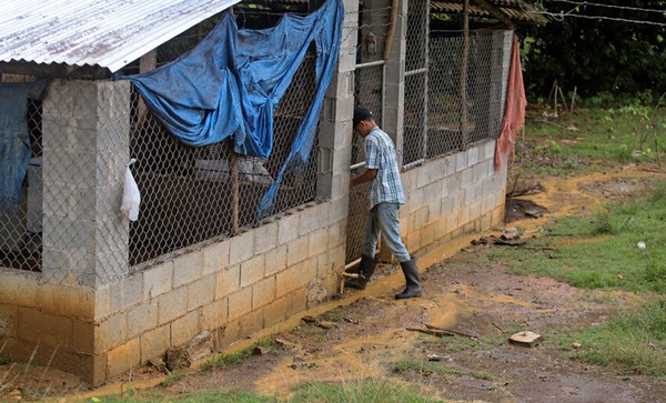 República Dominicana - Peste Porcina Africana “Estamos ante un enemigo invisible” - Image 1