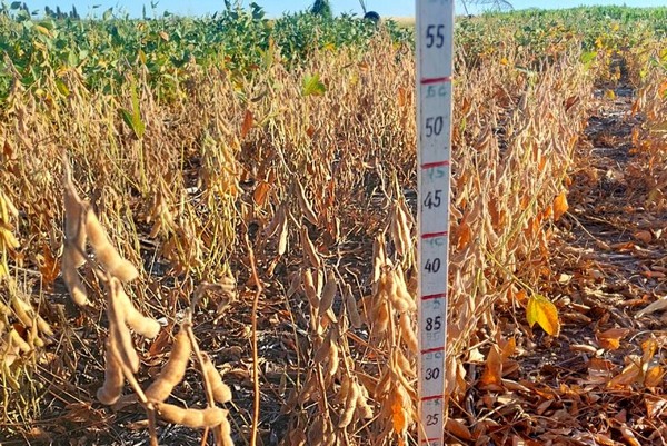 Argentina - Soja: cómo minimizar pérdidas de granos en la cosecha - Image 2