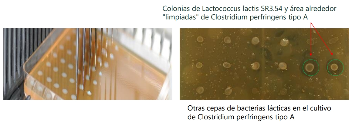 SiloSolve® MC - Inoculante para Silo