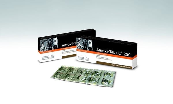 Amoxi-Tabs C® 250 amoxicilina felinos caninos