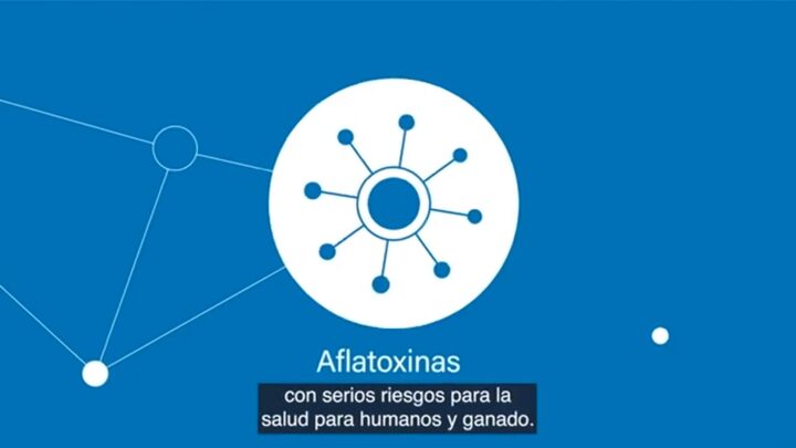Afla V ONE Detecci n De Aflatoxinas En Alimentos Balanceados 